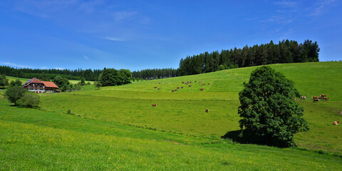 S&uuml;dschwarzwald, beim Brigachquellgebiet, weidende K&uuml;he bei einem Schwarzwaldhof