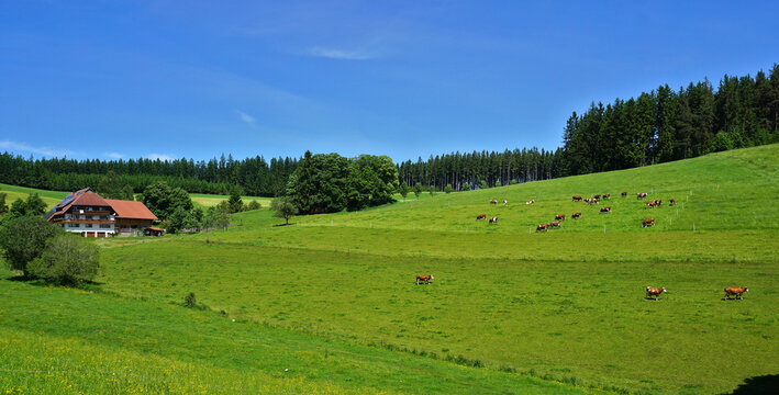 S&uuml;dschwarzwald, beim Brigachquellgebiet, weidende K&uuml;he bei einem Schwarzwaldhof