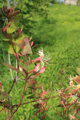 lonicera caprifolium flower macro photo