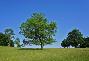 Gemeine Esche; Fraxinus excelsior; european ash