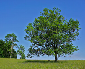 Gemeine Esche; Fraxinus excelsior; european ash