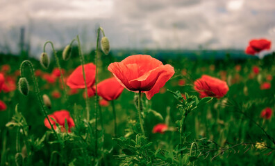 Red poppy with blurred background