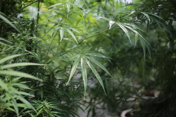 Legally grown cannabis plants selective focus - 442950179