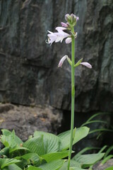 夏の野山に咲く花　ギボウシ