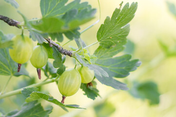 Fototapeta premium branch of gooseberry in the garden, berries, close-up