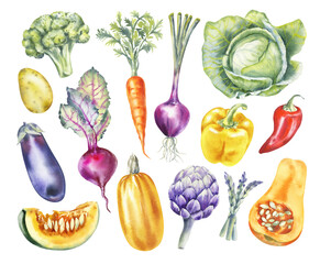 Watercolor vegetables illustration set: broccoli, eggplant, potato, cabbage, pepper, pumpkin, artichoke, asparagus. Farm Healthy Food, Vegan