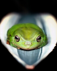 Funny smiling dumpy tree frog Ranoidea Caerulea in various angle and colorful natural background for amazing macro images collection