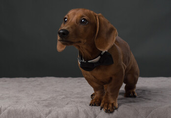 Brown Dachshund with black bow tie