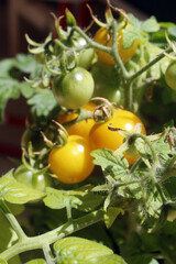 tomatera