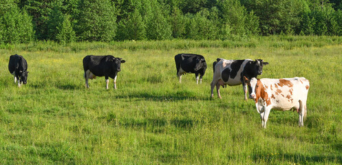 Cow at the meadow eating grass. Cattle pasture concept