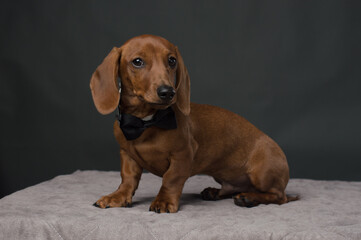 Brown Dachshund with black bow tie