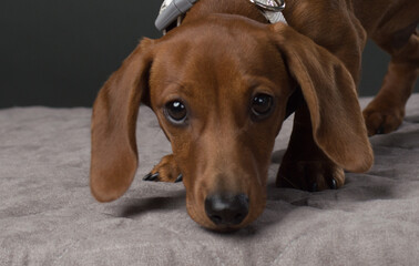 Brown Dachshund with black bow tie