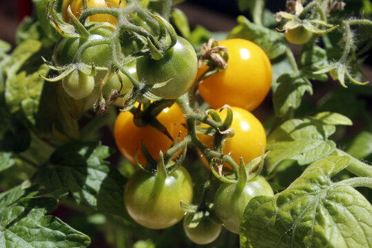tomatera