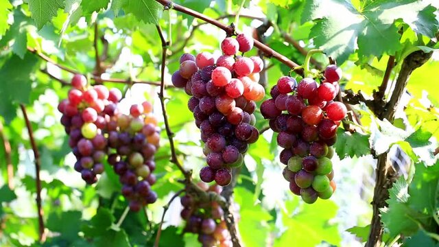 The ripe purple grapes on a grape rack under the sunlight