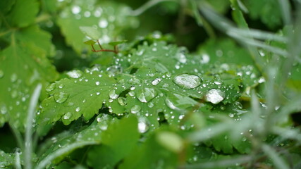 Wassertropfen auf Blatt