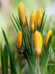 Fototapeta premium Krokus, Frühlings-Krokus