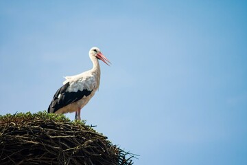 White stork on the nest,blue sky in the background.