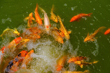 Gold and red carps koi fish swimming in a pond in a Japanese Chinese style garden