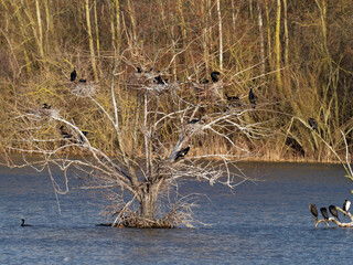 Brutkolonie der Kormorane, Phalacrocorax carbo.