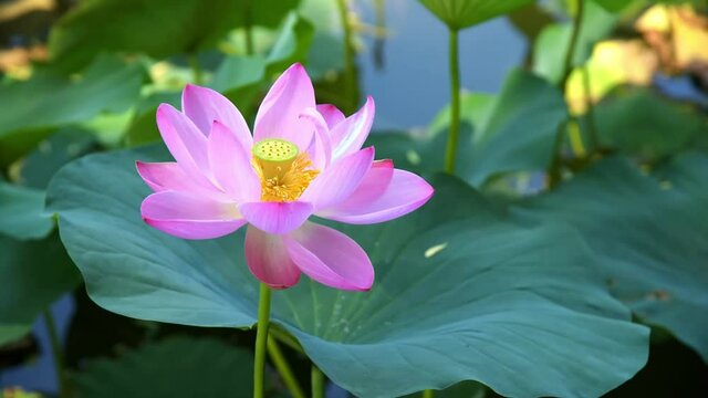 Close-up of the blooming pink lotus flowers in a lotus pond