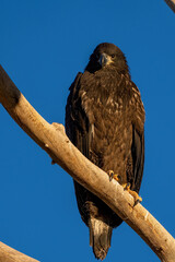 American Bald Eagle eaglet on branch