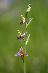 Bienen-Ragwurz, Bienenragwurz, Ophrys apifera