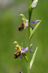 Bienen-Ragwurz, Bienenragwurz, Ophrys apifera