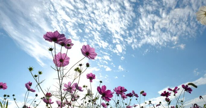 Autumn clouds and cosmos field.
Tilt-up video in the second half of the video