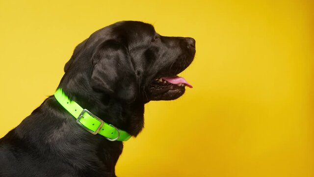Black labrador wearing bright green collar on yellow background, dark retriever dog with open mouth and tongue out side view. Shooting domestic pet in studio.