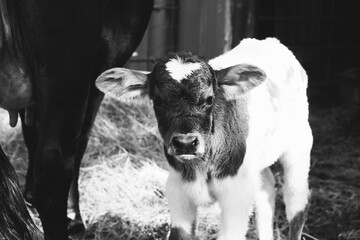 Beef calf closeup in black and white shows baby cow lifestyle portrait looking cute. © ccestep8