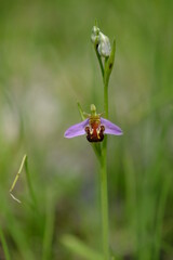 Bienen-Ragwurz, Bienenragwurz, Ophrys apifera
