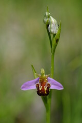 Bienen-Ragwurz, Bienenragwurz, Ophrys apifera