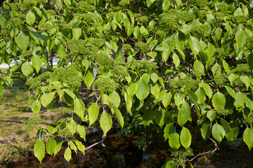 Cornus alternifolia