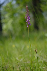 Mücken-Händelwurz, Gymnadenia conopsea, Langsporn-Händelwurz, Große Händelwurz