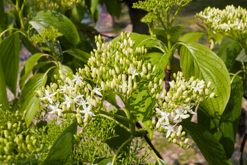 Cornus alternifolia