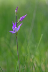 Rotes Waldv&ouml;glein, Purpur-Waldv&ouml;glein, Waldv&ouml;glein, Cephalanthera rubra
