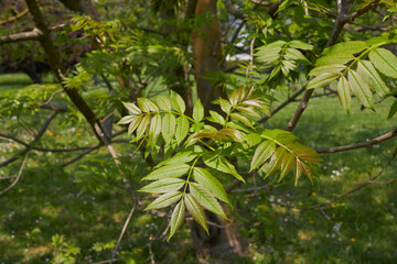 Fraxinus excelsior branch close up