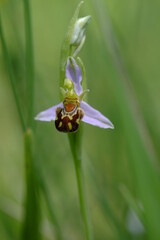 Bienen-Ragwurz, Bienenragwurz, Ophrys apifera