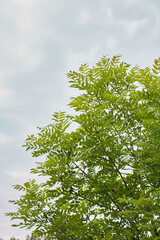 Fraxinus excelsior branch close up