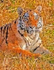 Head shot of Bengal tiger