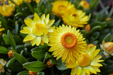 Xerochrysum bracteatum