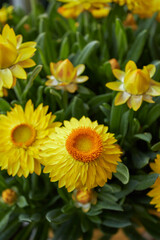 Xerochrysum bracteatum