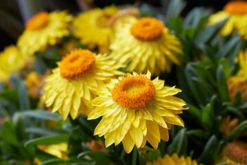 Xerochrysum bracteatum