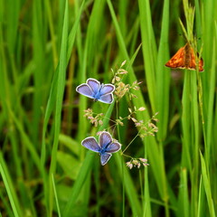 The Plebeius argus butterflies are sitting on blooming fescue.