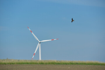 Windkraftanlage und Raubvogel, Rotmilan