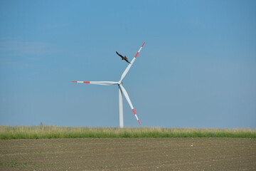 Windkraftanlage und Raubvogel, Rotmilan