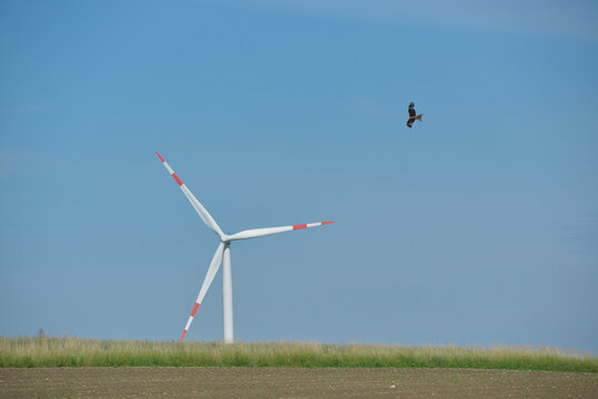 Windkraftanlage und Raubvogel, Rotmilan