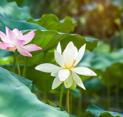 Obraz premium white lotus flower in pond
