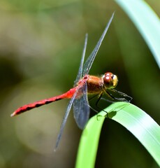 Red Dragonfly
