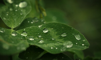 dew drops on a clover leaf